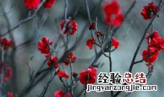 梅花的外形特点是什么样的 梅花的外形特点是什么