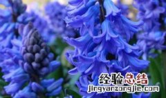 风信子的花语是什么象征 风信子中的花语是什么