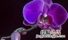 蝴蝶兰的花语,幸福的来临 蝴蝶兰花语代表什么