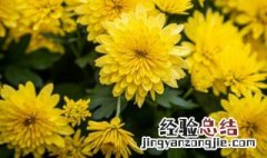 花中隐士是什么花 绿植花卉图片大全及花名