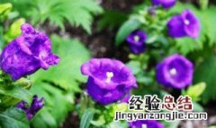 紫风铃花语是什么 紫风铃花花语