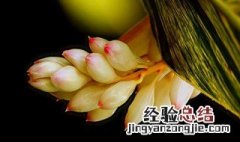 姜花如何养护 姜花如何养