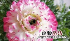 花毛莨什么时候开花啊 花毛莨什么时候开花