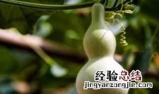 观赏葫芦养护方法 需要注意什么地方呢