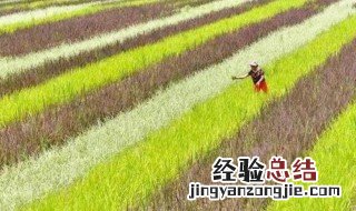 五彩稻种植方法 五彩稻如何种植