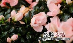 如何养护杜鹃花 如何养护杜鹃花盆景