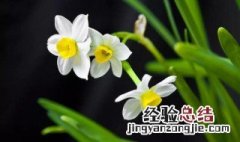 水仙花水栽怎么养 水仙花盆栽怎么养