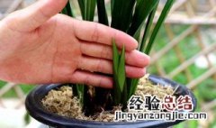 冬天怎样养兰草,兰草怎样养才开花 兰草花冬天怎么养