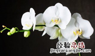 梦香兰花怎么养 梦香兰花怎么养殖