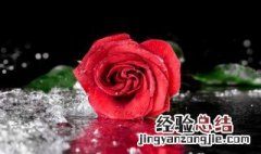 玫瑰花什么时候开花几点 玫瑰花在什么季节开