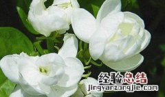 夏季养什么花合适 夏季养什么花最好