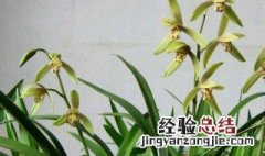 君子之花是指什么花 君子之花是指什么花呢