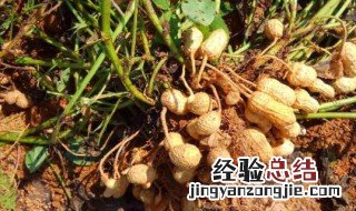 花生根茎有什么作用与功效 花生根茎有什么作用