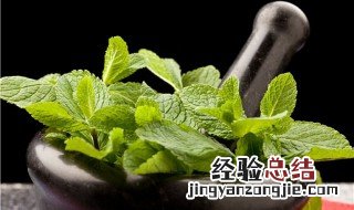 薄荷怎么养盆栽什么样浇水 薄荷怎么养盆栽