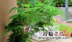 家里种文竹不吉利 家里种文竹不吉利的说法