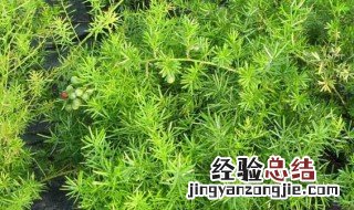 天门冬的种植方法 狐尾天门冬的种植方法