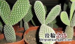 仙人掌白毛掌种植方法 仙人掌白毛掌的养殖方法