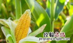 夏天能不能种玉米 北方过了立夏能种玉米吗