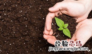 水芹种植方法 关于水芹种植方法