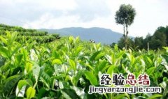 茶树老桩生根方法图解 茶树老桩生根方法