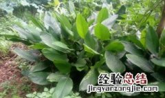 包粽子的叶子是什么植物的叶子 包粽子的叶子是什么植物的叶子,长什么样