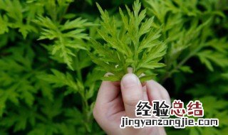 艾草怎样储存方法 艾草如何保存