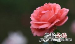 月季花的扦插懒人方法 月季花如何扦插