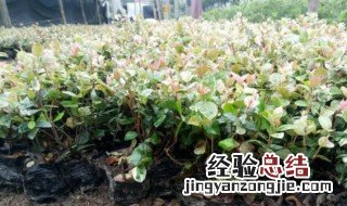 花叶络石盆栽图片 花叶络石怎么养叶子才好看