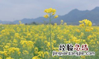 梦见油菜是什么意思 梦见喝菜油是什么意思