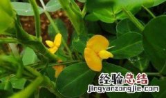 花生开的花是什么样子的 花生开的花是什么样子