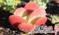 唐印多肉植物的养殖方法 唐印多肉如何养殖