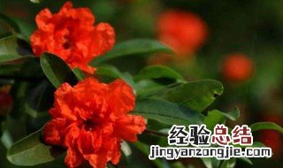 石榴花养殖方法 石榴花养殖方法介绍
