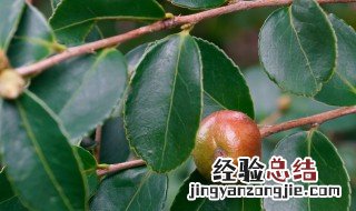 大油茶树移栽后的管理方法视频 大油茶树移栽后的管理方法