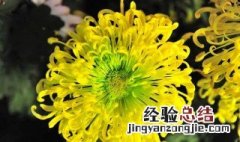 菊花的养殖方法和注意事项 菊花的养殖方法和注意事项是什么