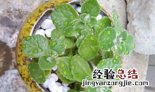 一抹香的养殖方法和注意事项 一抹香的养殖方法和注意事项是什么