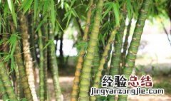 罗汉竹的养殖方法和注意事项 应该如何施肥