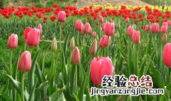 被誉为世界花后的郁金香是什么 被誉为世界花后的郁金香