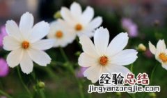 波斯菊什么时候播种9月份开花呢 波斯菊什么时候播种