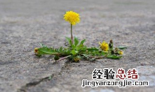 鲜蒲公英怎么晒干好 蒲公英怎样晒干好一点