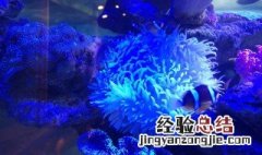 水珊瑚养殖方法 水珊瑚植物