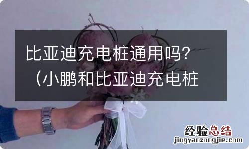 小鹏和比亚迪充电桩通用吗 比亚迪充电桩通用吗？