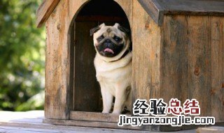 蠢萌蠢萌的宠物狗狗名字大全搞笑另类