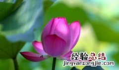 大暑文案范文大全 关于大暑文案范文大全