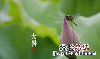 大暑时节如何养生 大暑时节养生的方法