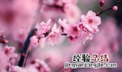 盆栽梅花用什么土 盆栽梅花用什么土质好