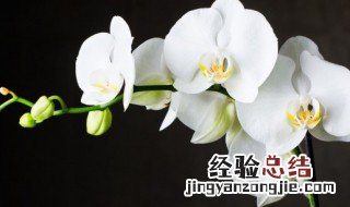 兰花水培怎么养殖 兰花水培怎么养殖方法