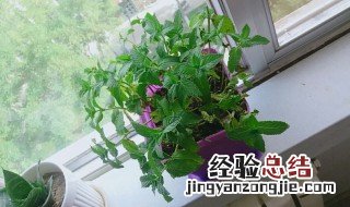 薄荷花怎么养殖方法 薄荷花养殖的方法