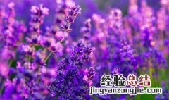 蝶豆花怎么泡水喝 蝶豆花怎么泡