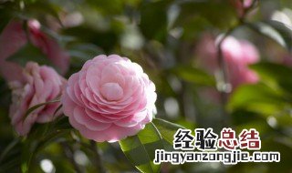 什么是限定花期 限定花期的解释