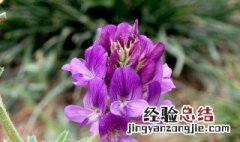 紫花苜蓿草种植时间和方法 紫花苜蓿草种植时间和方法图解